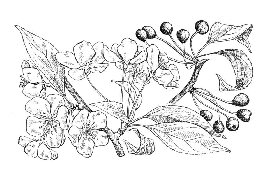 Яблоня Сибирская дичка