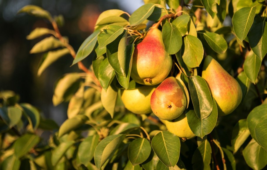 Яблоня сливолистная (Malus prunifolia)
