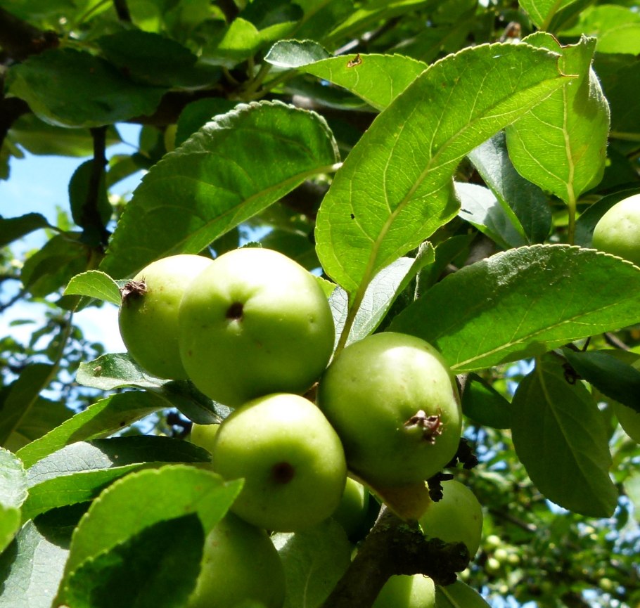 Яблоня Ранетка пурпуровая дерево