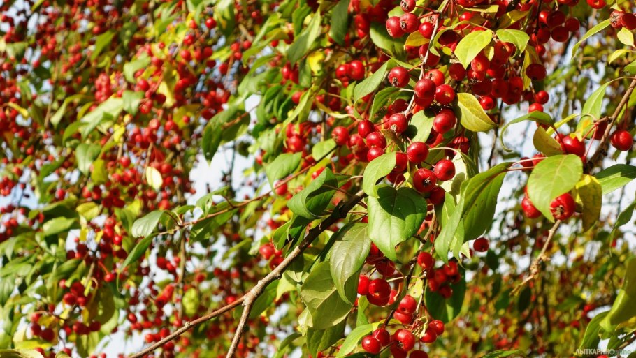 Яблоня гибридная Рудольф