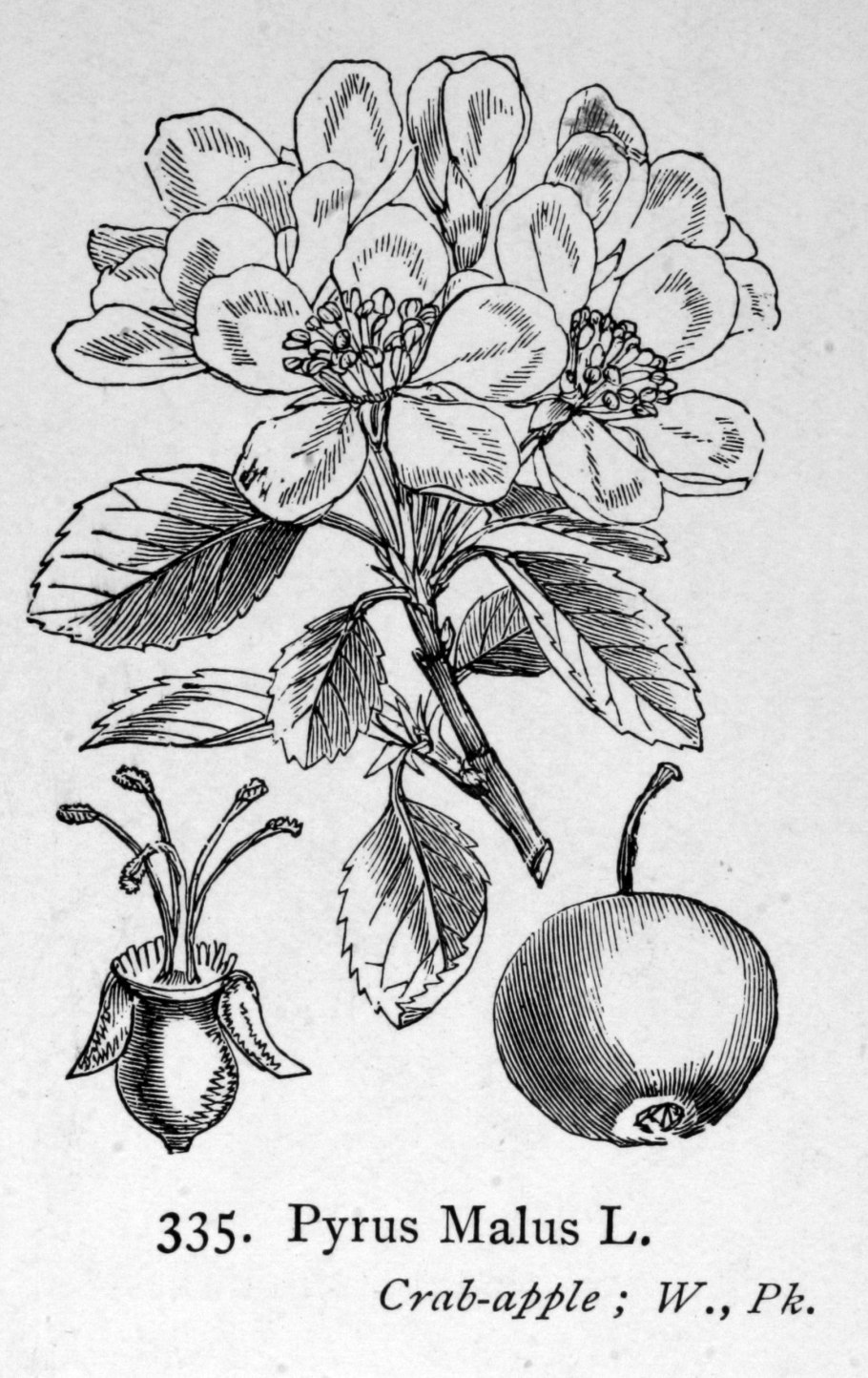 Яблоня Сибирская дичка