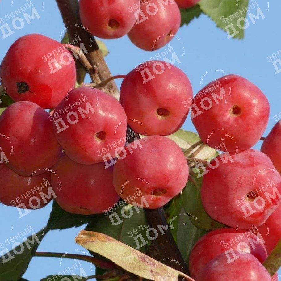 Яблоня Ягодная Malus baccata