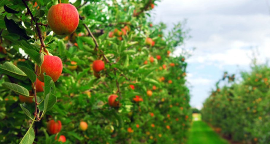 Яблоня Палласа, яблоня Сибирская - Malus pallasiana jus.