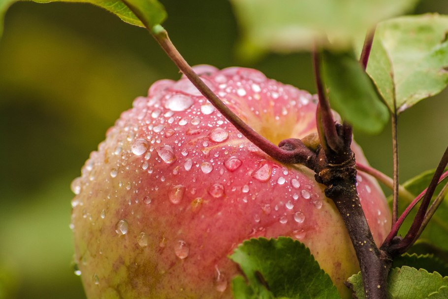 Яблоня Дикая Malus Sylvestris