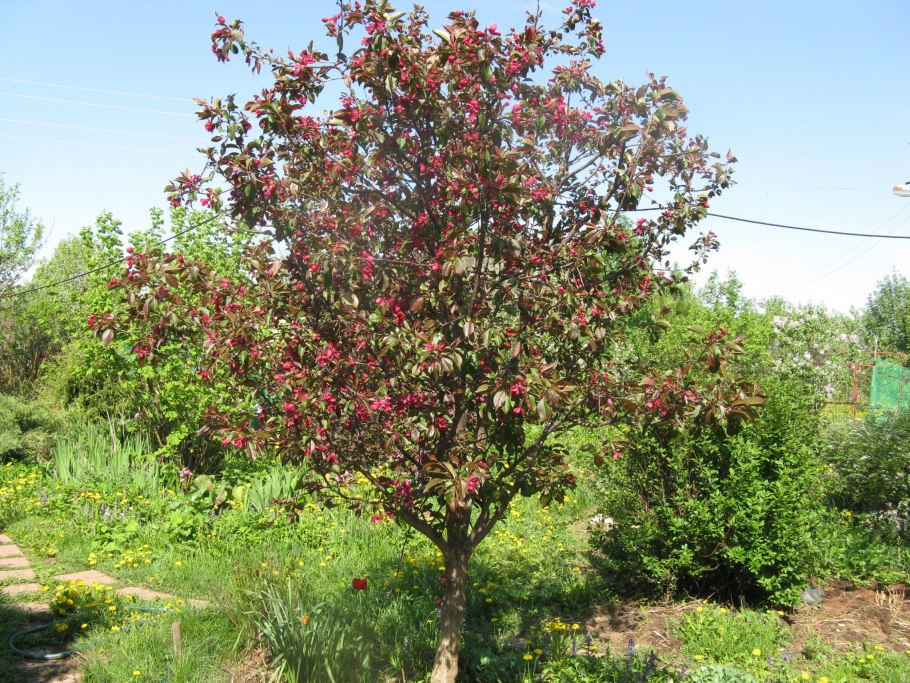Яблоня Ягодная Malus baccata