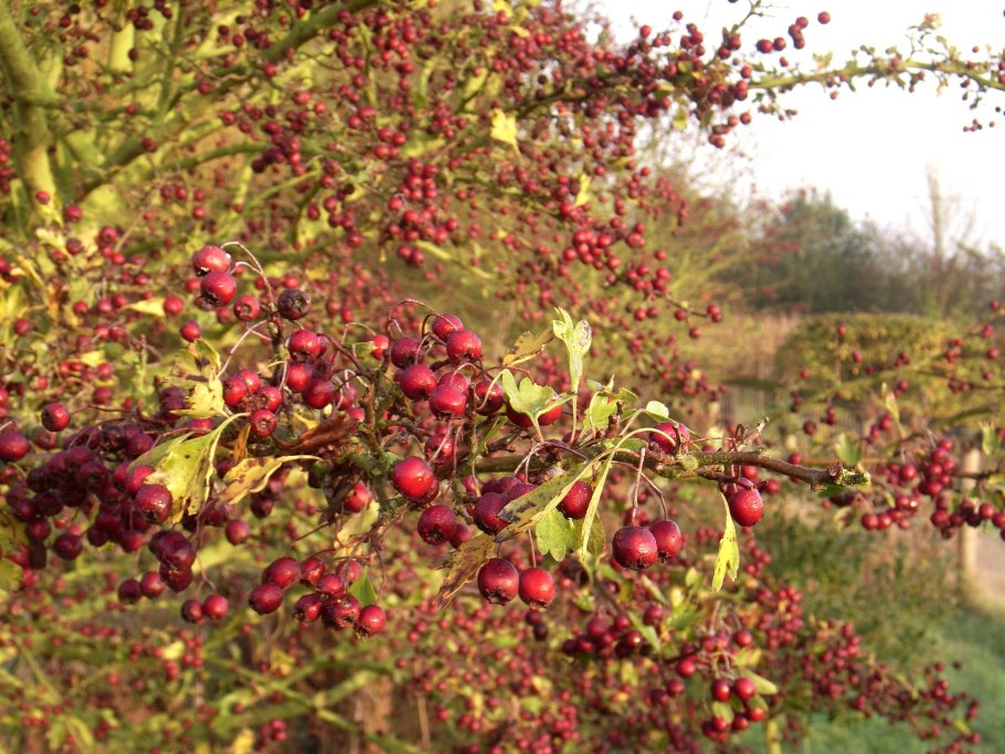 Вишневая Ранетка яблоня