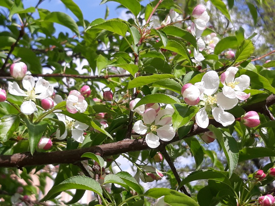 Райские яблочки сорт яблони