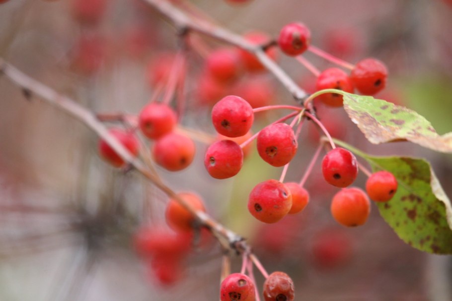 Яблоня Сибирская Malus baccata