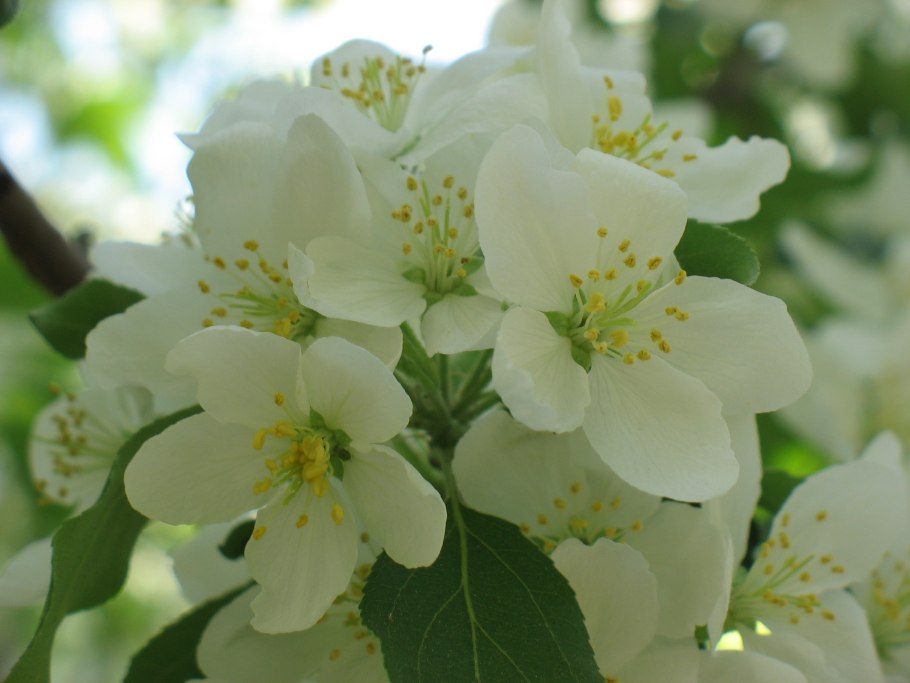 Malus Ботаническая иллюстрация