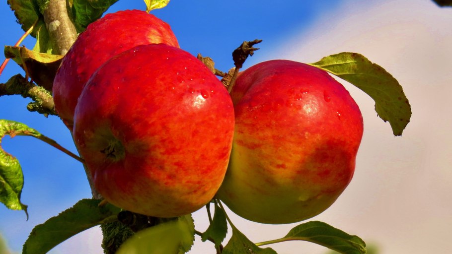 Персик макро