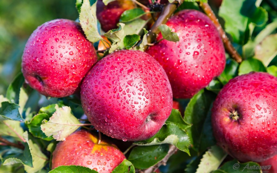 Роса на деревьях