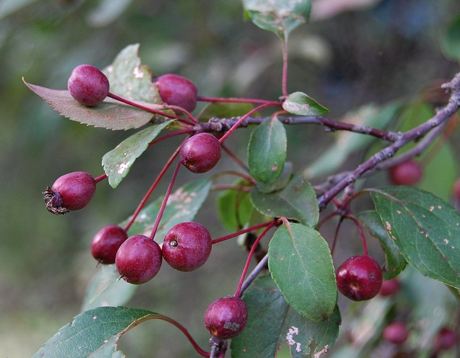 Malus yunnanensis -