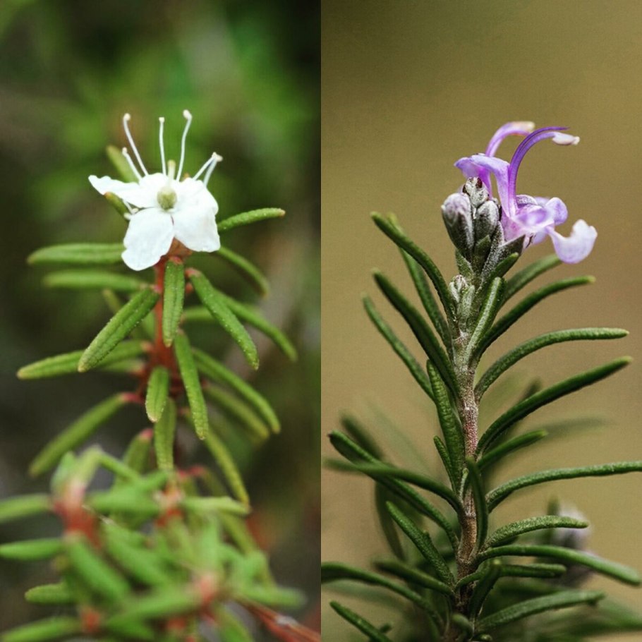 Багульник болотный