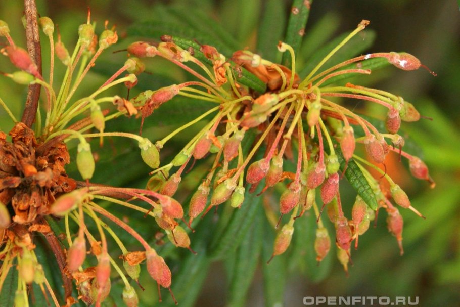 Рододендрон Даурский багульник