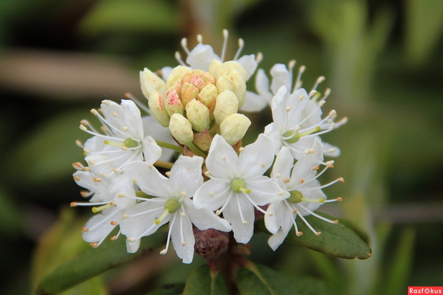 Рододендрон Даурский куст