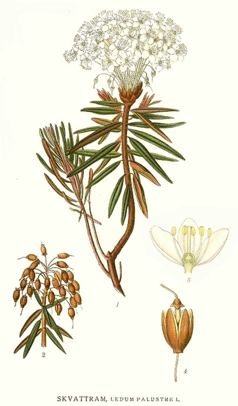 Багульник болотный