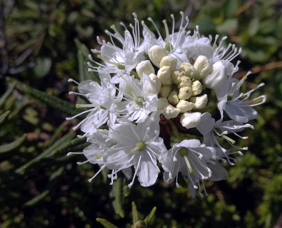 Розмарин Фармакогнозия