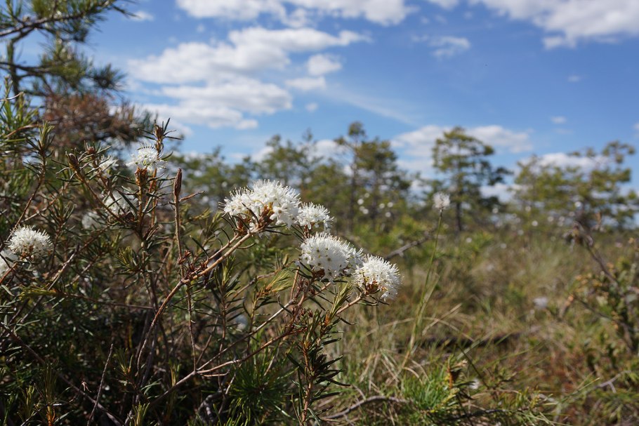 Rhododendron tomentosum