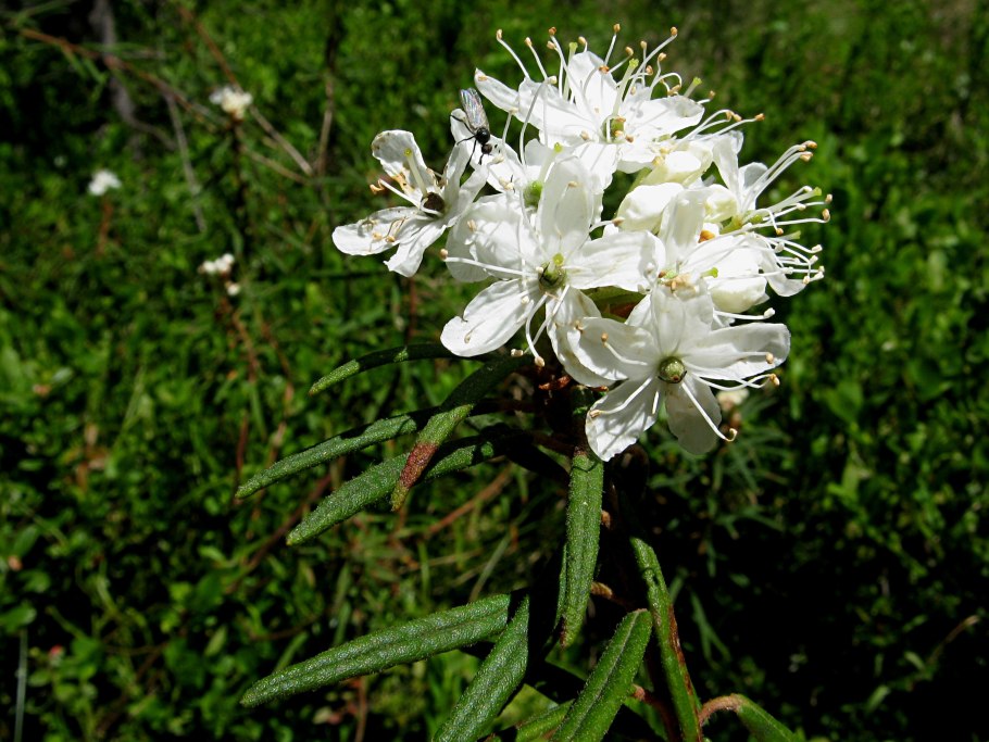 Рододендрон Даурский Ледебура
