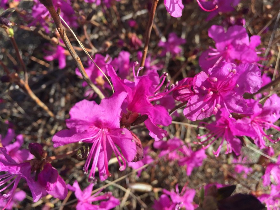 Багульник болотный сырье