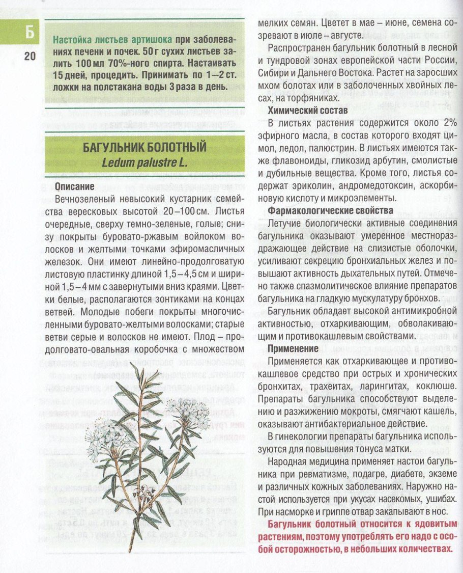 Рододендрон Адамса Ботаническая иллюстрация