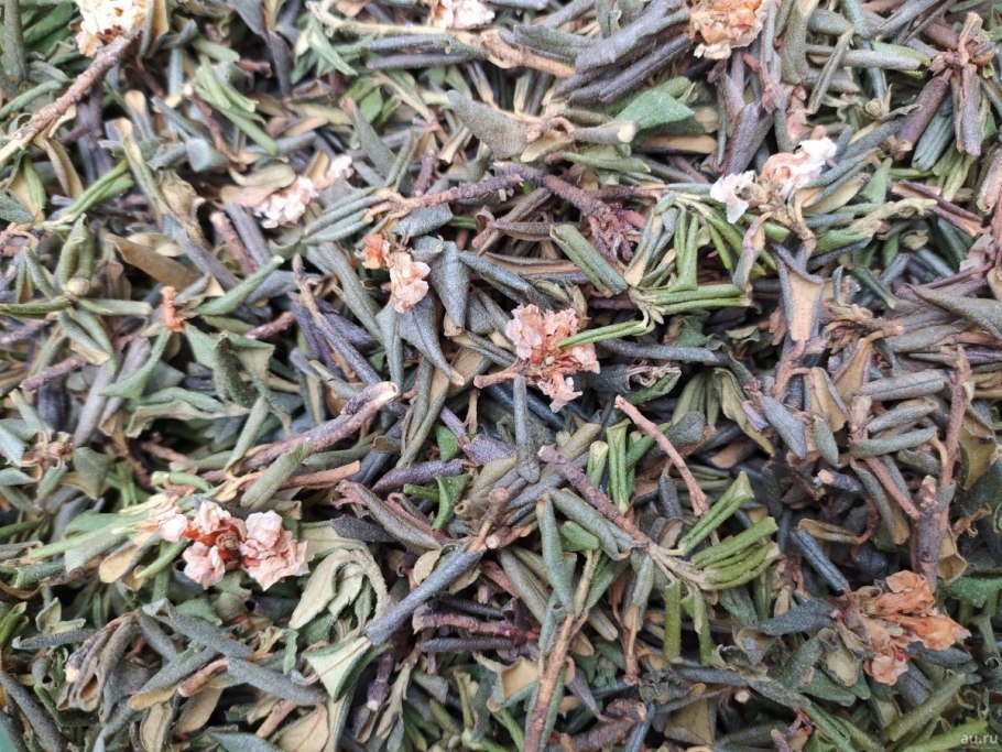 Побеги багульника болотного