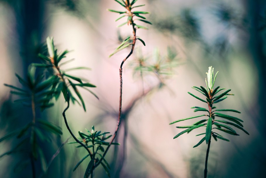 Багульник болотный