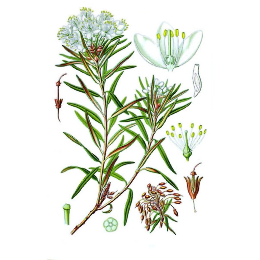 Рододендрон Даурский 1920