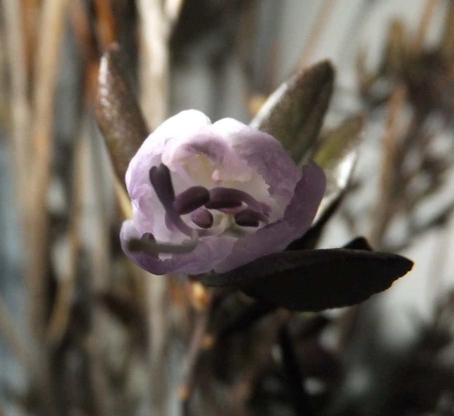 Алтайские травы названия Назначение