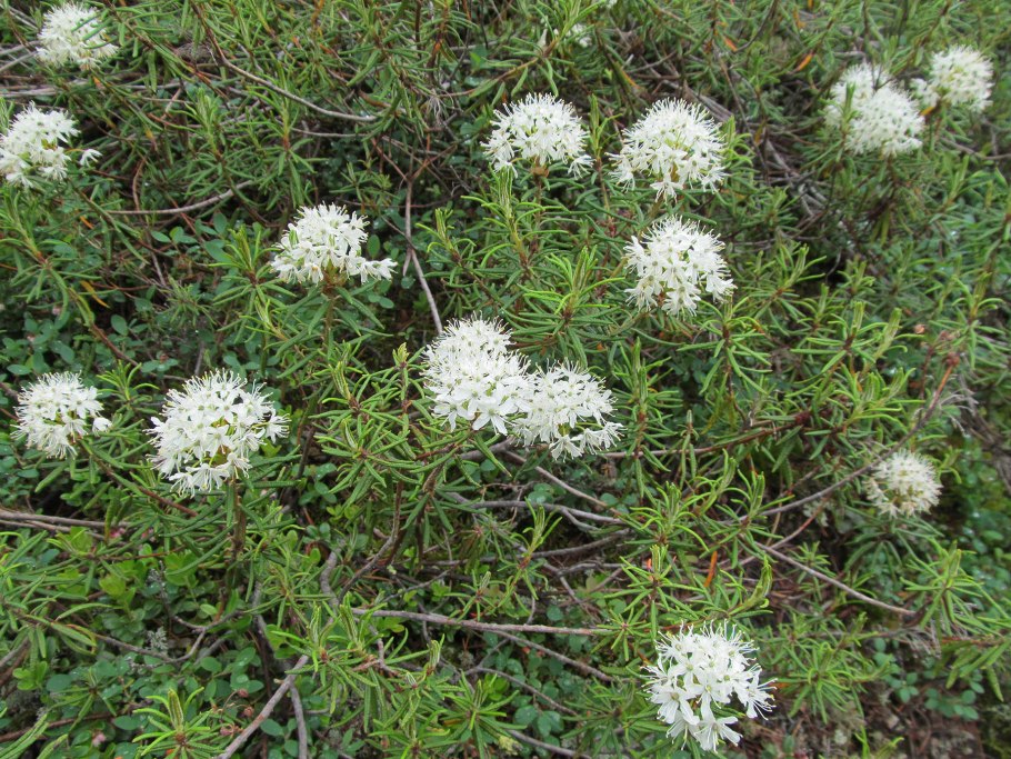 Багульник подбел