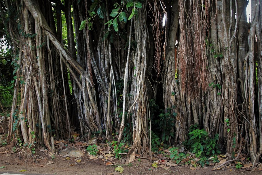 Лианы в Австралии