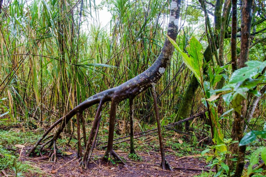 Сократея голокоренная