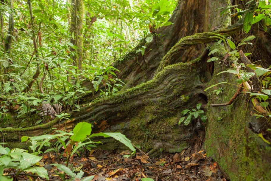 Тропический лес корни
