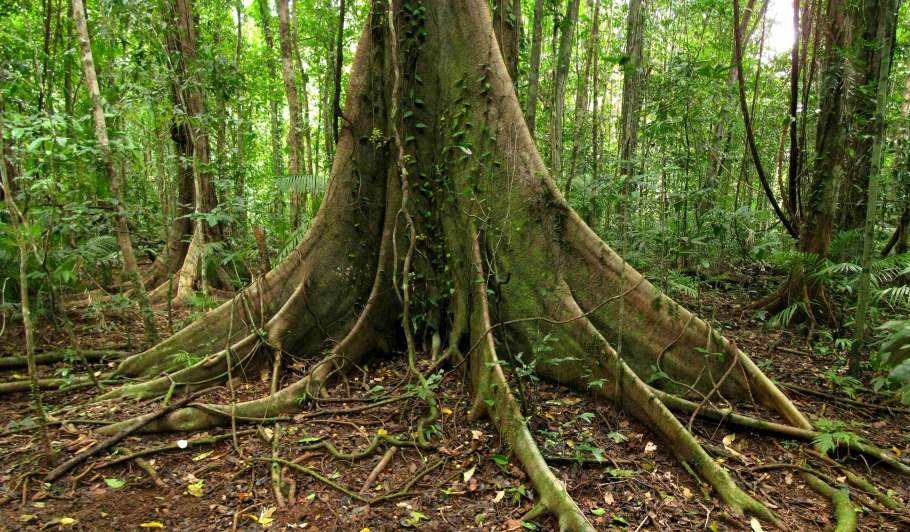 Тропический лес дерево Бубинга