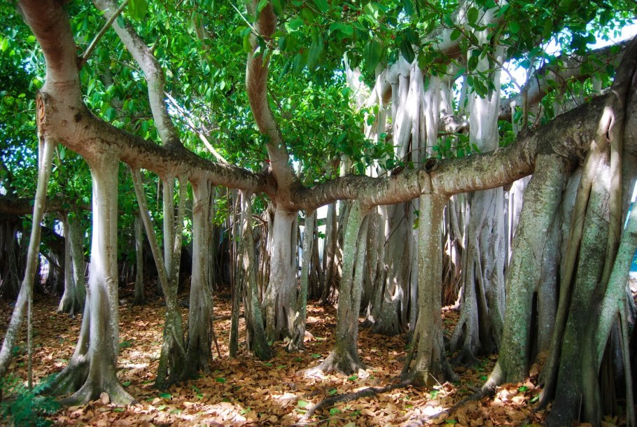 Великий Баньян