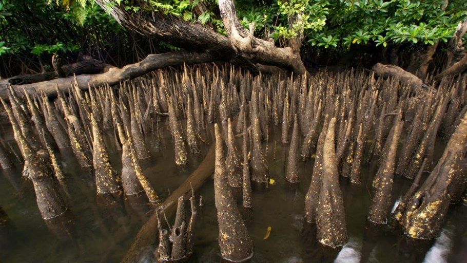 Дыхательные корни пневматофоры