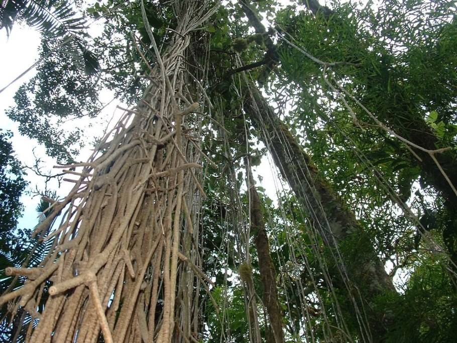 Лишайники тропического леса