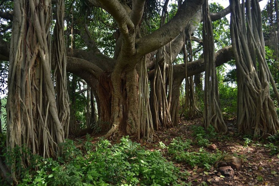 Фикус бенгальский Баньян