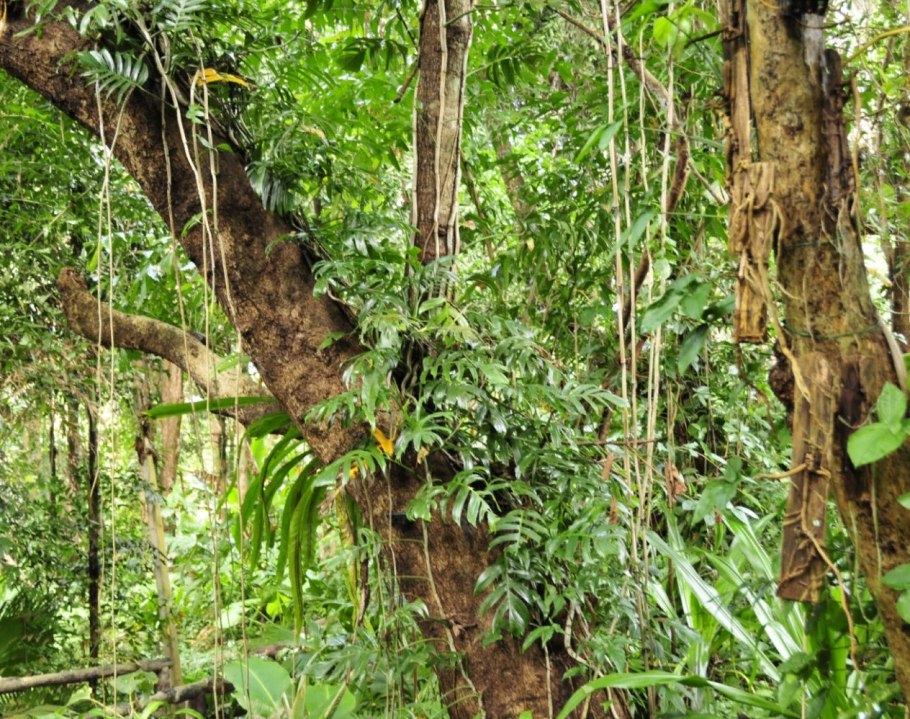 Лианы в экваториальном лесу