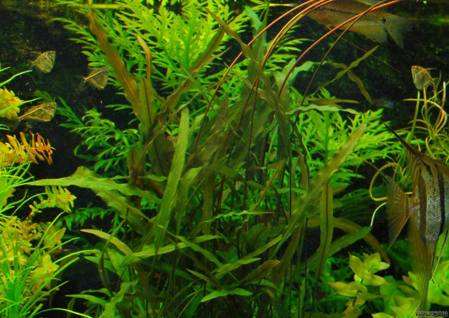 What Plant is suitable for planting in the Aquarium?