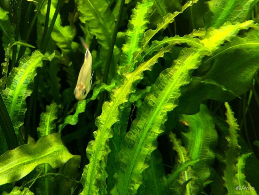 Апоногетон Криспус