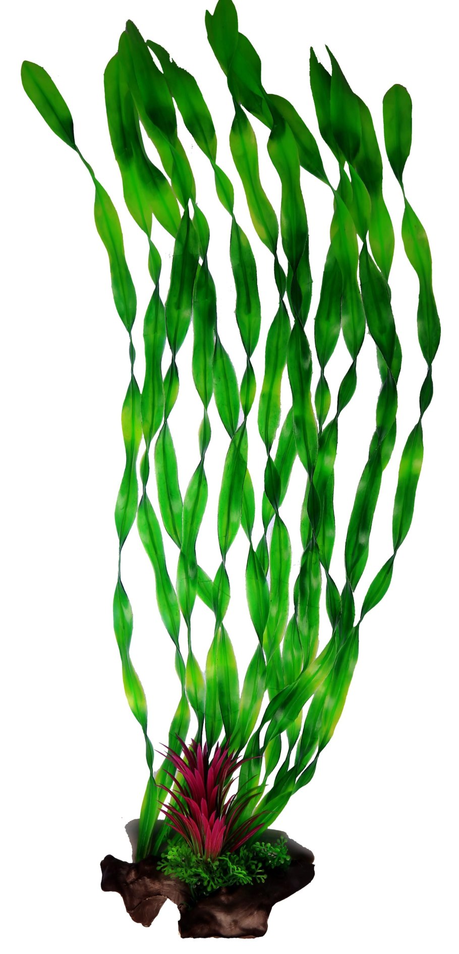 Эхинодорус Апоногетон