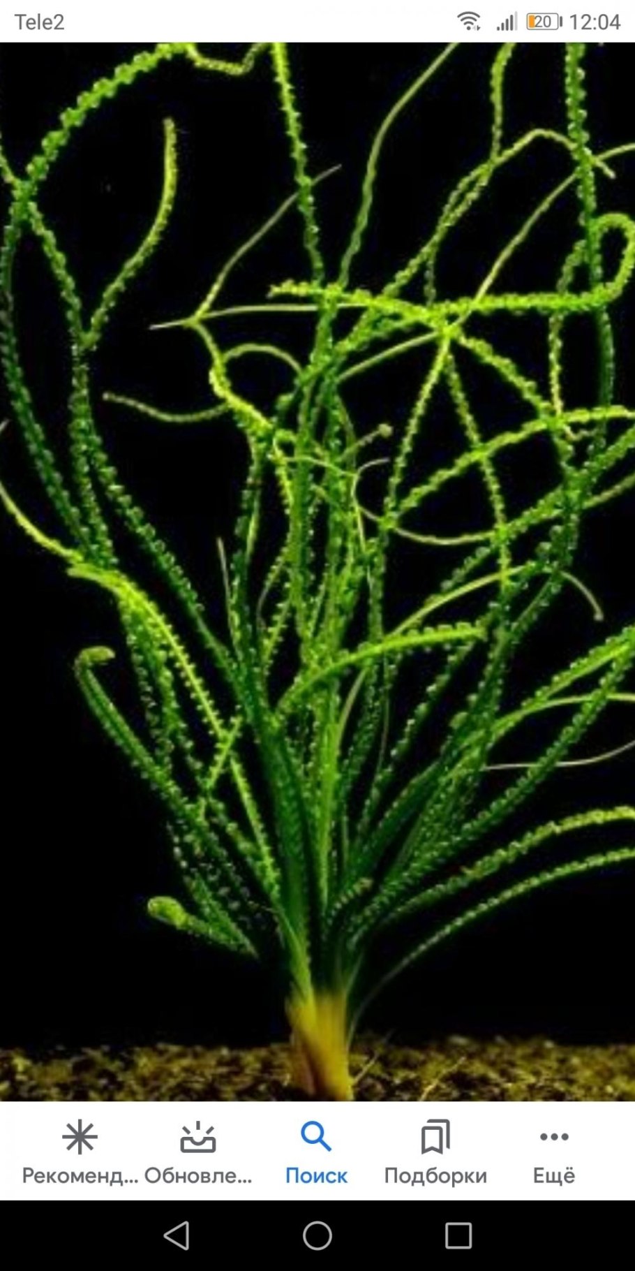 Апоногетон Криспус