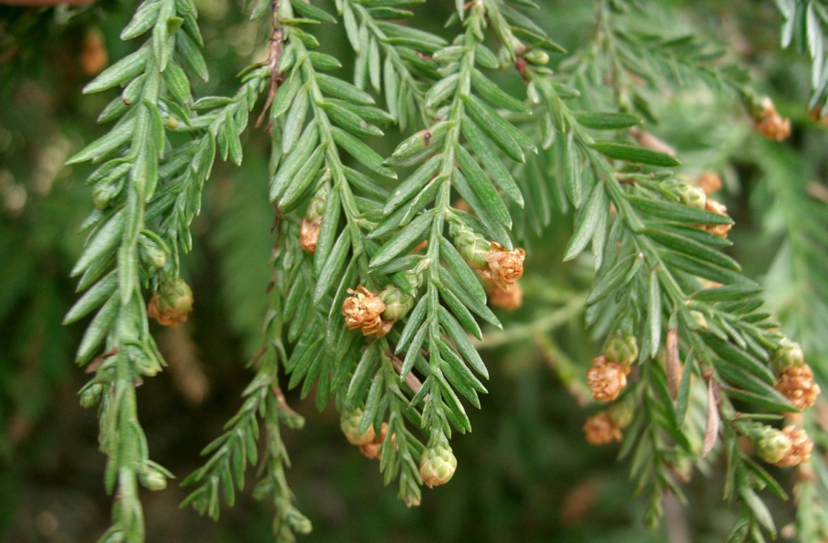 Секвойя дерево