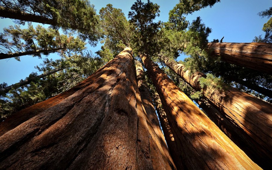 Самая большая Секвойя в мире