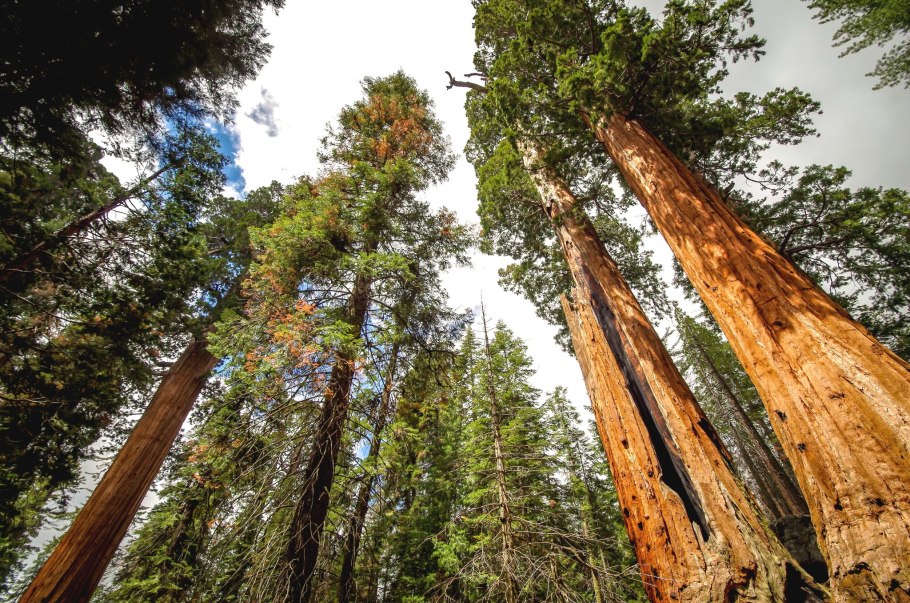 Секвойя дерево