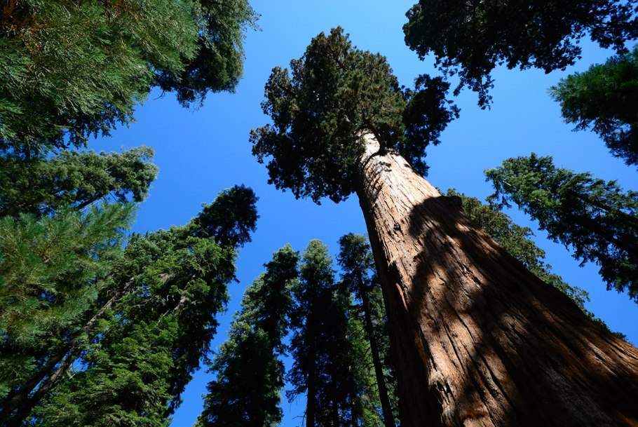 Секвойя вечнозелёная Sequoia sempervirens