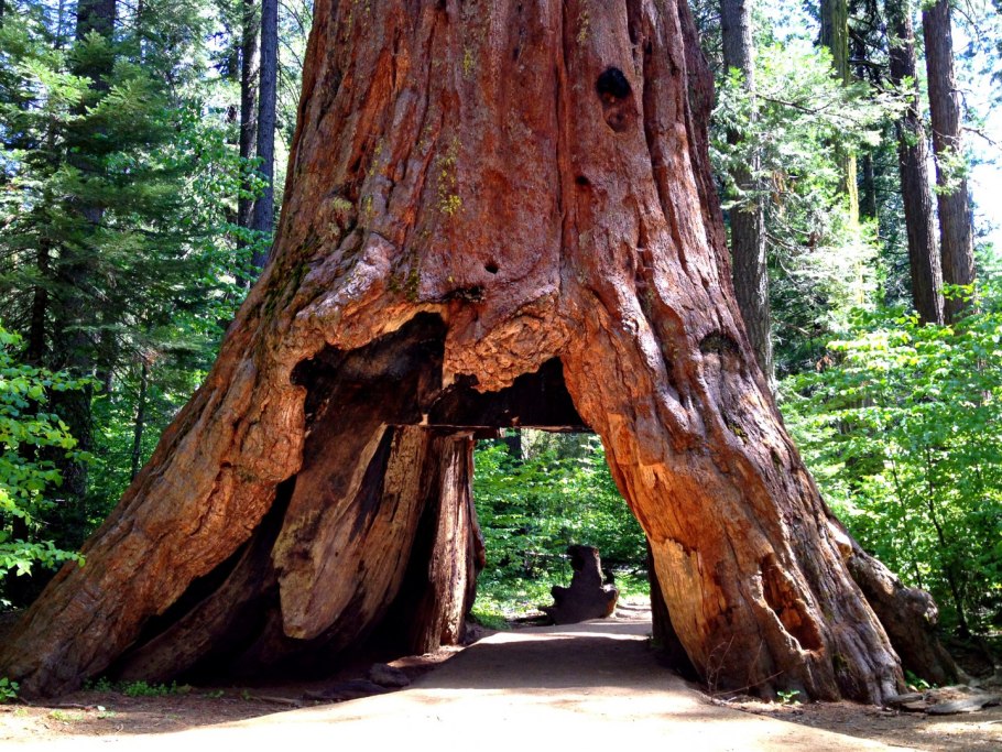 Парк Секвойя Калифорния