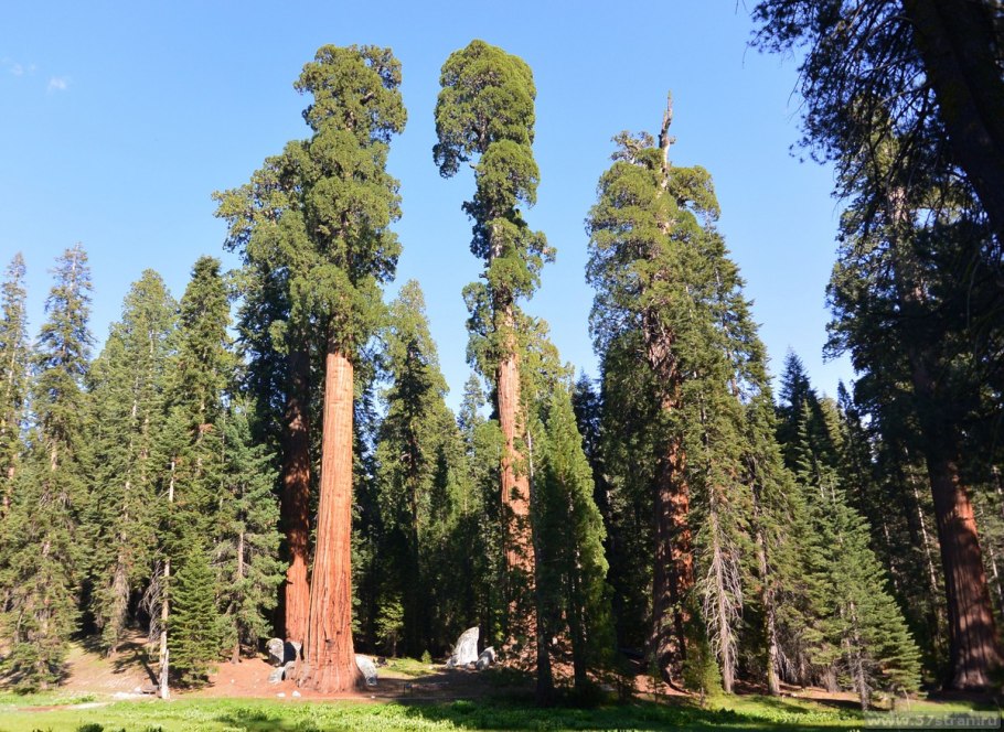 Секвойя дерево высота