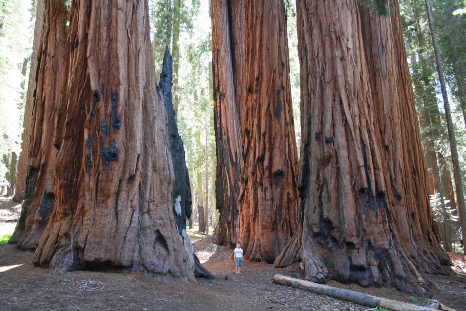 Береговая Секвойя